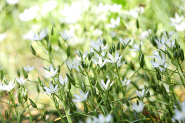 Obraz premium Little spring flowers, outdoors