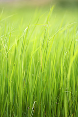 Beautiful green grass in field