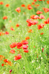 Poppy flowers, outdoors