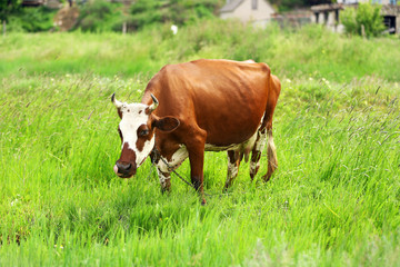 Cow on a summer pasture