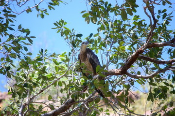 Adler in einem Baum in Australien