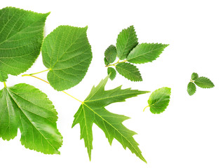 Green leaves isolated on white