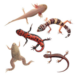 Set of amphibians and reptiles isolated on white background