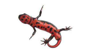 Japanese fire belly newt isolated on white - obrazy, fototapety, plakaty