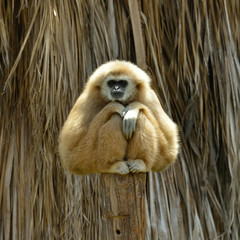 Obraz premium White Cheeked Gibbon at the zoo