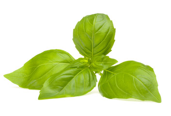 Sweet basil leaves