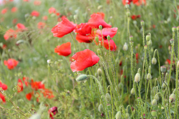 Poppy flowers, outdoors