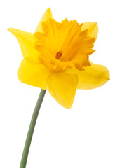 Fototapeta na wymiar Daffodil flower or narcissus isolated on white background cutout