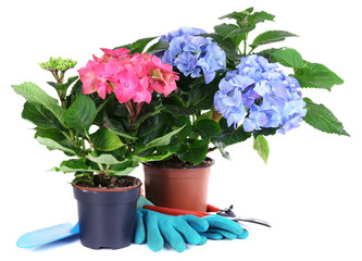 Hydrangeas in flowerpots with garden tools isolated on white