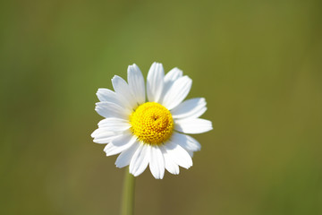 Beautiful daisy flower, outdoors