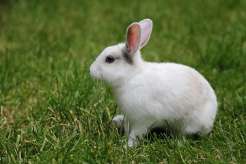 lapin blanc nain dans herbes