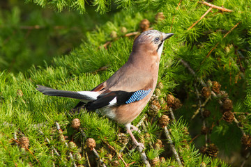 Jay (Garrulus glandarius)