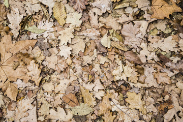 foglie di quercia in autunno