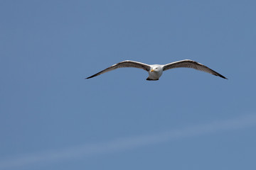 Larus marinus - Goéland marin - Great Black-backed Gull