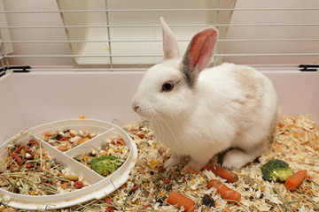 lapin blanc nain dans cage intérieure