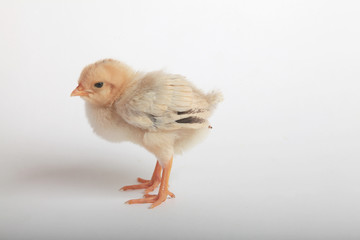 pollito