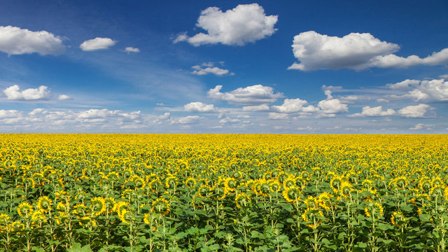Sunflower field under blue sky