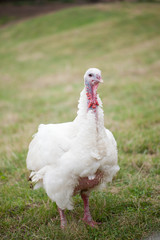 turkey