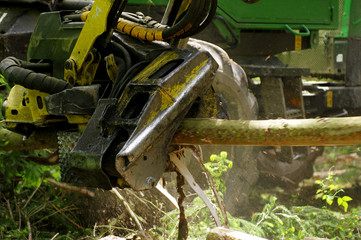 felling of the woods 5