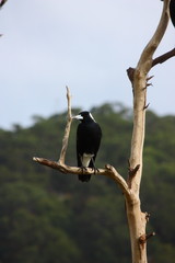 schwarz weißer Vogel