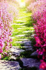 Path Over Flower