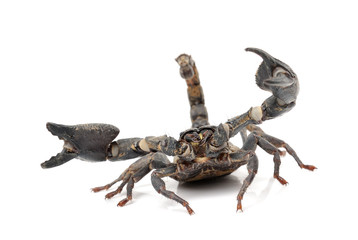 Scorpion isolated on white background