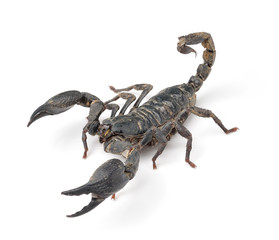 Scorpion isolated on white background