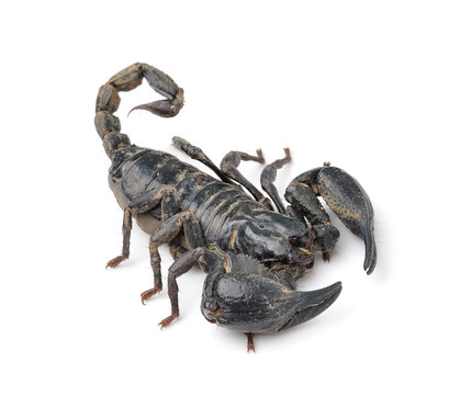 Scorpion isolated on white background