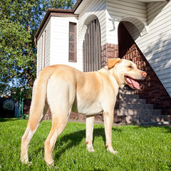 labrador retriever © robdomel