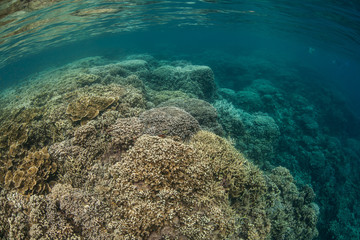 Shallow Pacific Reef 2