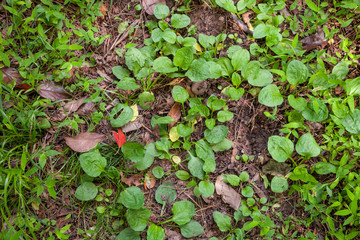 grass with stones and land background texture