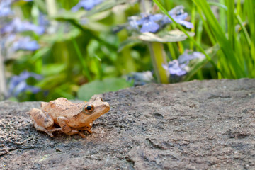Spring Peeper
