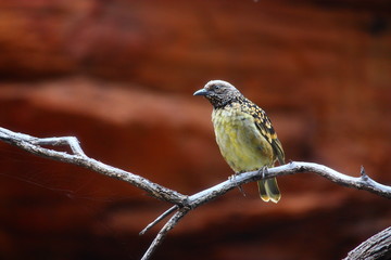 exotischer Vogel