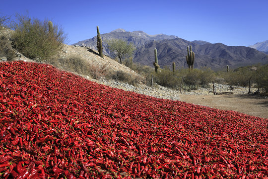 Pepper drying in the mountain village Cachi, valley Calchaqu&iacute;es