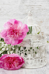 Pink peonies on white vintage birdcage. Copy space