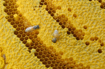 Close up view of the working bees on honeycells.