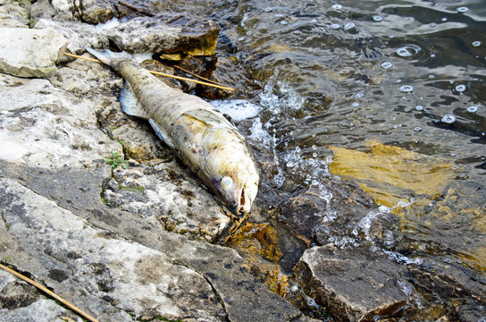 death fish in the water