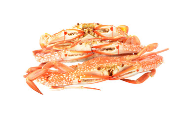 Red crab isolated on white background