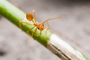 Red weaver ant