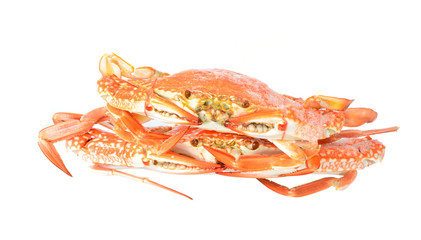 Red crab isolated on white background