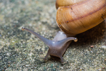 Snail