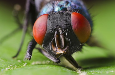 Fly Eye Macro
