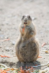 プレーリードッグ