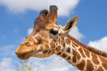 Close-up shot van giraffe hoofd