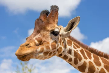 Zelfklevend Fotobehang Giraf Close-up shot van giraffe hoofd