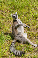 ワオキツネザル