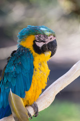 ルリコンゴウインコ