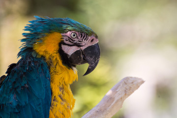 ルリコンゴウインコ