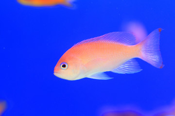 Pink fairy basslett  (Pseudanthias hypselosoma) female