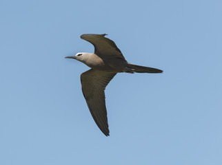 Black noddy flying